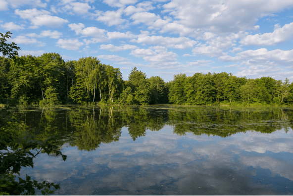 Image showing the Taverham Mill Nature Reserve
