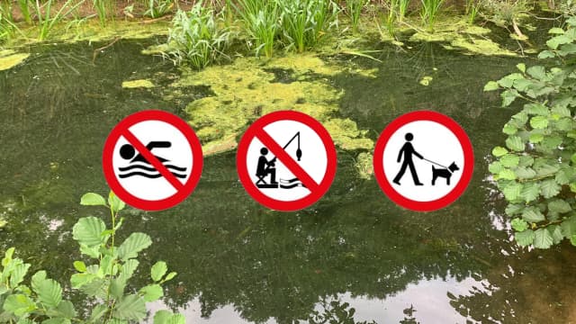 Image showing a lake with a blue-green algae bloom